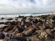 Ocean acidification is transforming California mussel shells