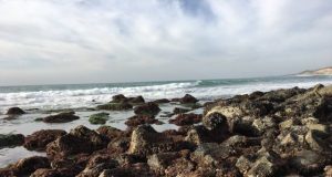 Ocean acidification is transforming California mussel shells