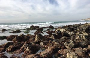 Ocean acidification is transforming California mussel shells