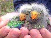 Parrots pushed to extinction despite protection policies