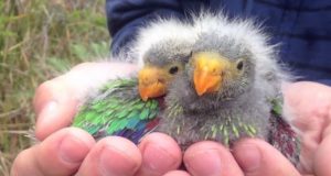 Parrots pushed to extinction despite protection policies