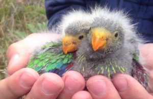 Parrots pushed to extinction despite protection policies