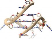 Rare quadruple helix DNA found in living human cells with glowing probes