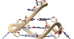 Rare quadruple helix DNA found in living human cells with glowing probes