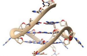 Rare quadruple helix DNA found in living human cells with glowing probes