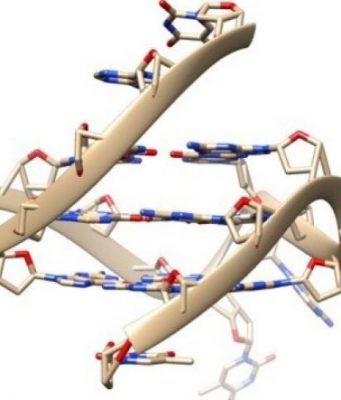 Rare quadruple-helix DNA found in living human cells with glowing probes Rare quadruple helix DNA found in living human cells with glowing probes