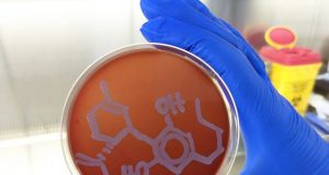 Research establishes antibiotic potential for cannabis molecule