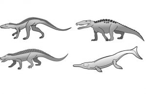 Research explains why crocodiles have changed so little since the age of the dinosaurs