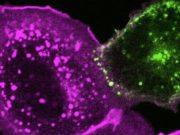 SARS CoV 2 needs cholesterol to invade cells and form mega cells