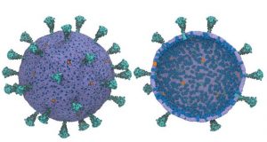 Scientists create first computational model of entire virus responsible for COVID 19