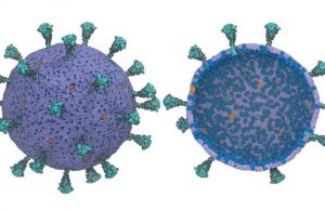 Scientists create first computational model of entire virus responsible for COVID 19