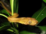 Scientists discover bizarre new mode of snake locomotion