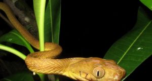 Scientists discover bizarre new mode of snake locomotion