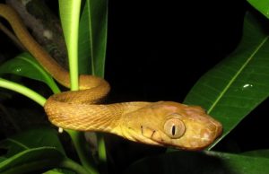 Scientists discover bizarre new mode of snake locomotion