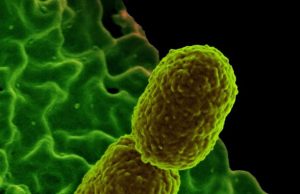 Scientists identify nutrient that helps prevent bacterial infection