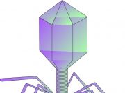 Scientists investigate phages that can kill the worlds leading superbug Acinetobacter baumannii
