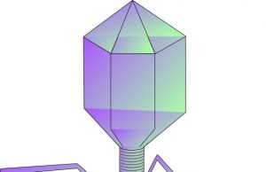 Scientists investigate phages that can kill the worlds leading superbug Acinetobacter baumannii