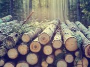 Scientists make sustainable polymer from sugars in wood