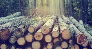 Scientists make sustainable polymer from sugars in wood
