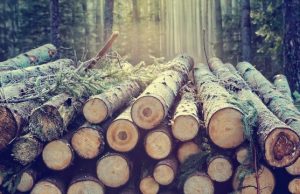 Scientists make sustainable polymer from sugars in wood