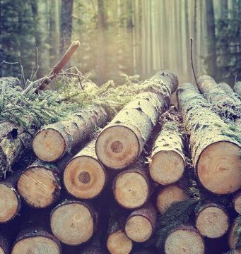 Scientists make sustainable polymer from sugars in wood Scientists make sustainable polymer from sugars in wood
