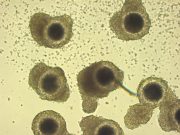 Scientists produce the first in vitro embryos from vitrified African lion oocytes