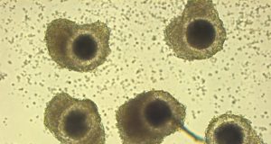 Scientists produce the first in vitro embryos from vitrified African lion oocytes