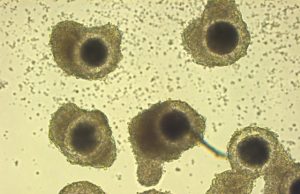 Scientists produce the first in vitro embryos from vitrified African lion oocytes