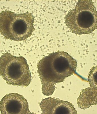 Scientists produce the first in-vitro embryos from vitrified African lion oocytes Scientists produce the first in vitro embryos from vitrified African lion oocytes