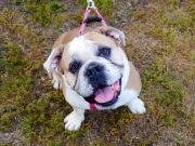 Some English bulldogs thought to have cancer may have newly identified syndrome