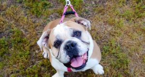 Some English bulldogs thought to have cancer may have newly identified syndrome