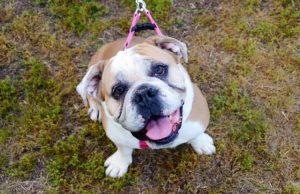 Some English bulldogs thought to have cancer may have newly identified syndrome Some English bulldogs thought to have cancer may have newly identified syndrome
