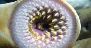 Study provides insight into how the brain may have evolved