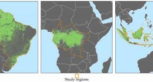 Subscriptions to satellite alerts linked to decreased deforestation in Africa