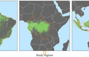 Subscriptions to satellite alerts linked to decreased deforestation in Africa