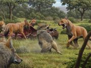 The dire wolf was a distinct species different from the gray wolf biologists discover