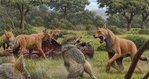 The dire wolf was a distinct species different from the gray wolf biologists discover