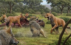 The dire wolf was a distinct species, different from the gray wolf, biologists discover The dire wolf was a distinct species different from the gray wolf biologists discover