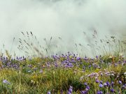 Uncovering how grasslands changed our climate