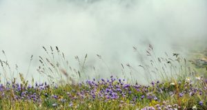 Uncovering how grasslands changed our climate