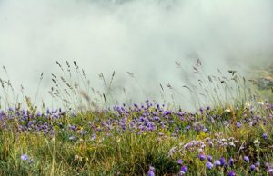 Uncovering how grasslands changed our climate