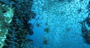 Warming driving Eastern Mediterranean species collapse