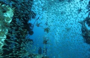 Warming driving Eastern Mediterranean species collapse