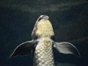 What the lungfishes genome teaches us about the vertebrates conquest of land