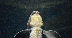 What the lungfishes genome teaches us about the vertebrates conquest of land