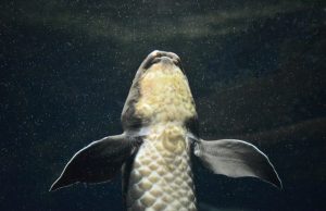 What the lungfishes genome teaches us about the vertebrates conquest of land