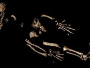 A 4.4 million year old skeleton could reveal how early humans began to walk upright