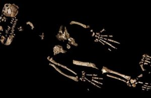 A 4.4 million year old skeleton could reveal how early humans began to walk upright