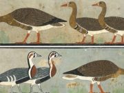 Ancient art reveals extinct goose