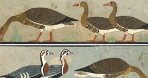 Ancient art reveals extinct goose